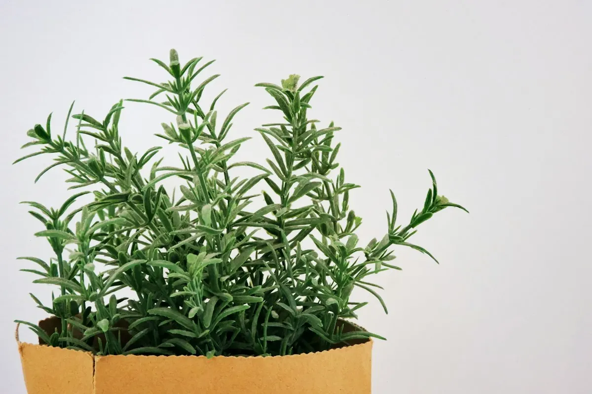 Rosemary Leaf Extract